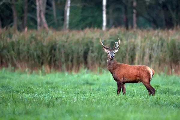 Red deer in het wild — Stockfoto