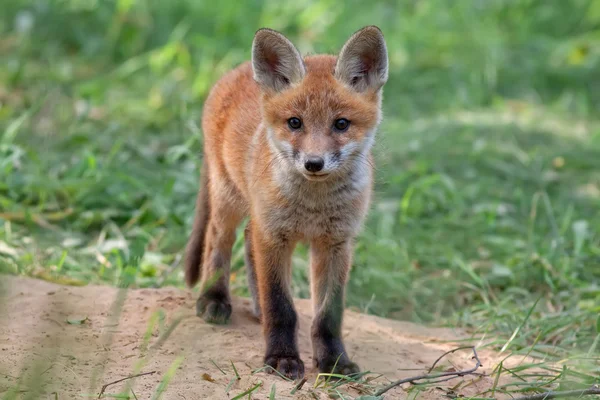 Zorro en la naturaleza —  Fotos de Stock