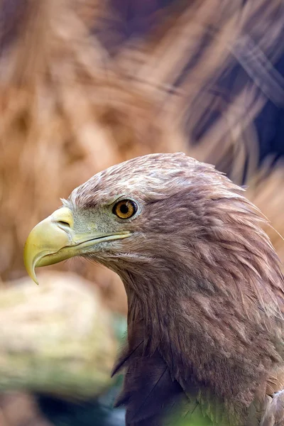 Aigle dans la nature — Photo