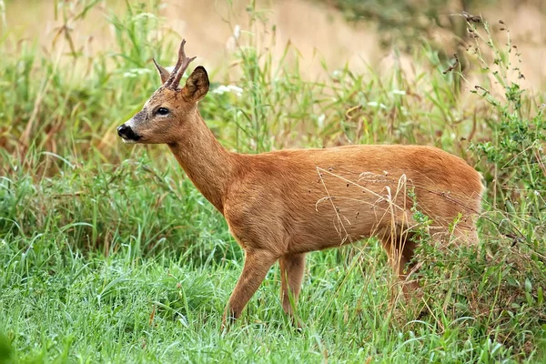 Buck geyik bir açıklıkta — Stok fotoğraf