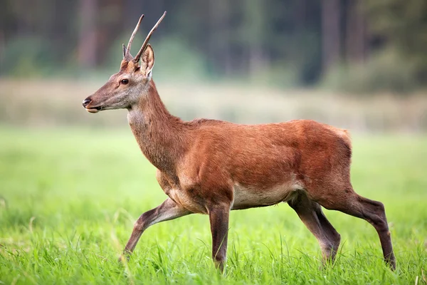 Red deer on the run in the wild