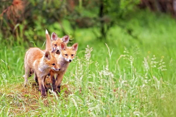 Foxes in the wild — Stock Photo, Image