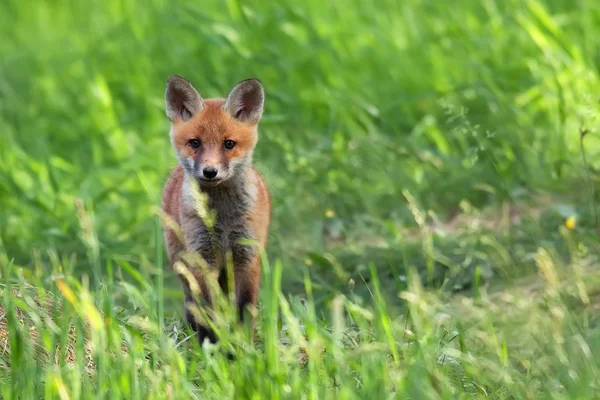 野生の狐 — ストック写真