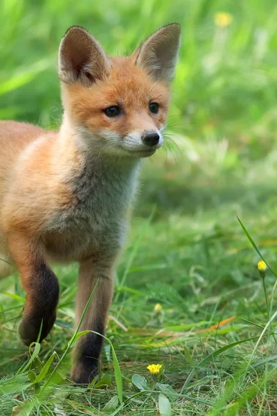 Zorro en la naturaleza — Foto de Stock