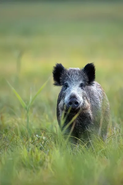 Wildschweine in freier Wildbahn — Stockfoto