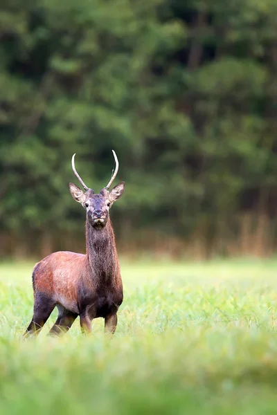 Cervo rosso in una radura — Foto Stock