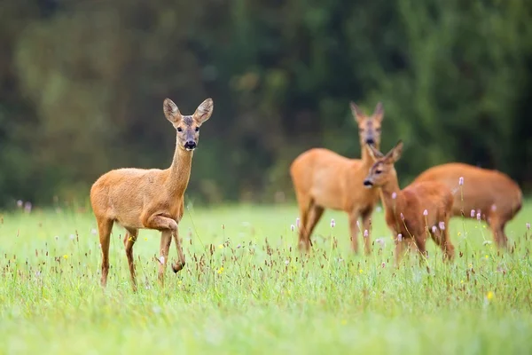 Roe-deer with family in the wild — Stock Photo, Image