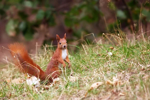 Rotes Eichhörnchen in freier Wildbahn — Stockfoto