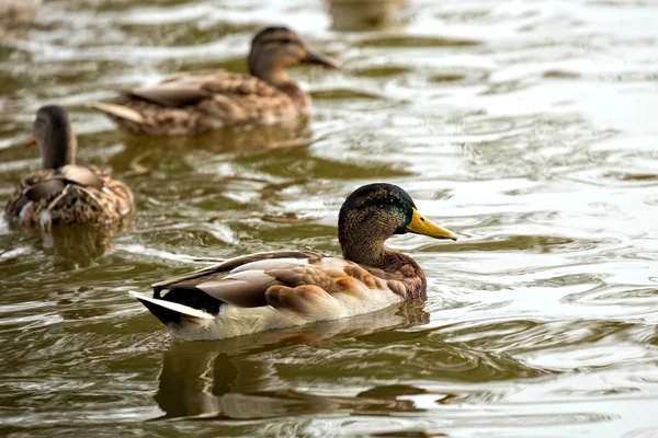 Anatre allo stato brado — Foto Stock