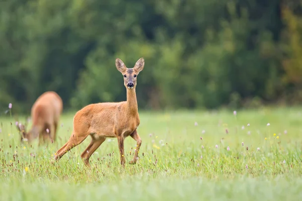 Roe-deer v přírodě — Stock fotografie