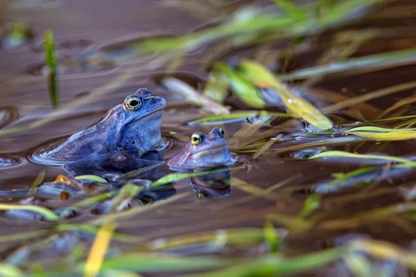 野生のカエルを係留します。 — ストック写真