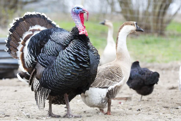 Pavo en la granja —  Fotos de Stock