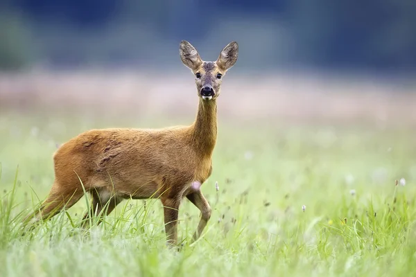Roe-deer v přírodě — Stock fotografie