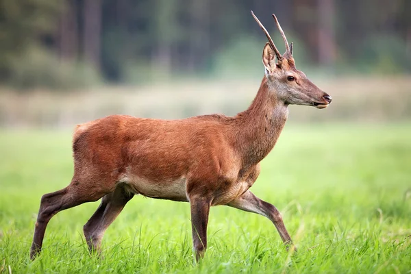 Veado vermelho na natureza — Fotografia de Stock