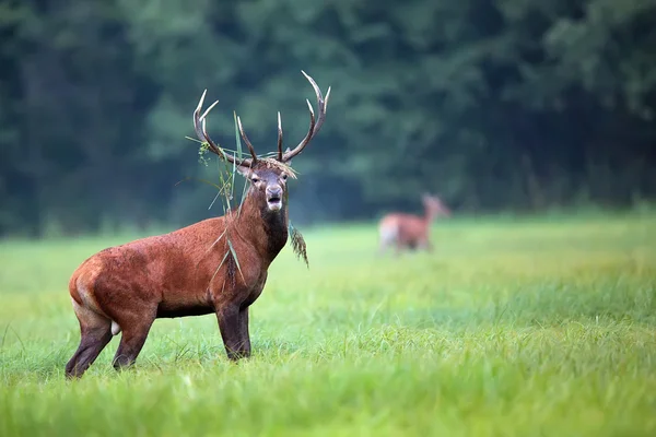 Veado vermelho na natureza — Fotografia de Stock