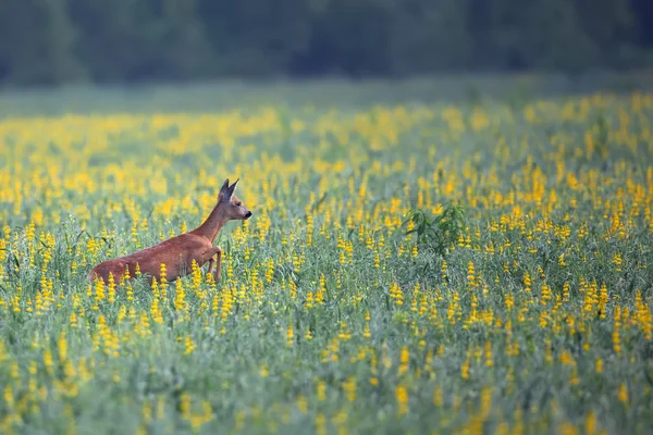 Roe-deer on the run — Stock Photo, Image
