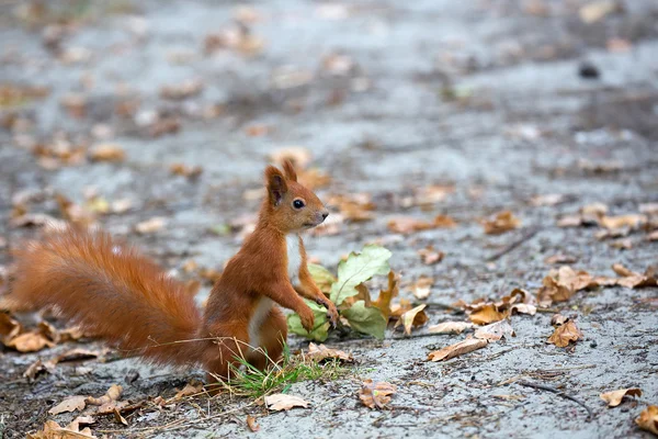 Czerwona wiewiórka w dziczy — Zdjęcie stockowe