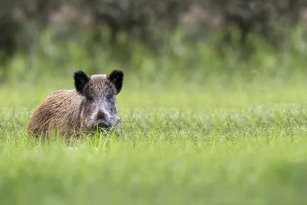 Wilde zwijnen in een open plek — Stockfoto