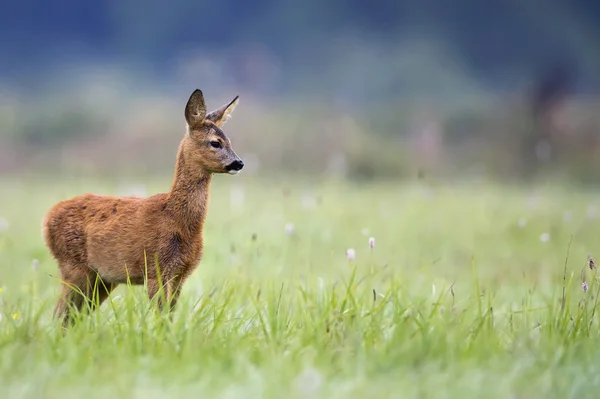 Молодой олень в дикой природе — стоковое фото