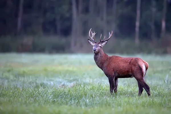 Veado vermelho na natureza — Fotografia de Stock