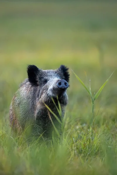 Wildschweine in freier Wildbahn — Stockfoto