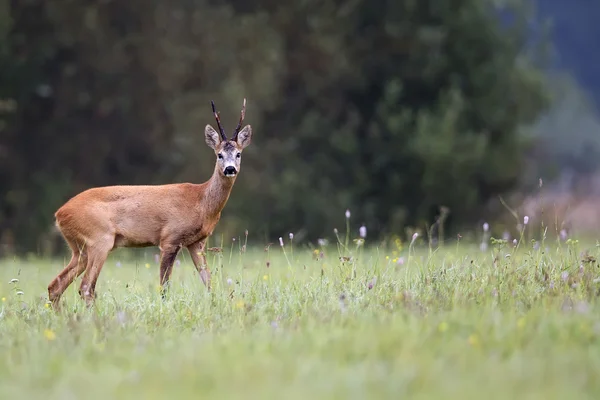 Buck jelen v divočině — Stock fotografie