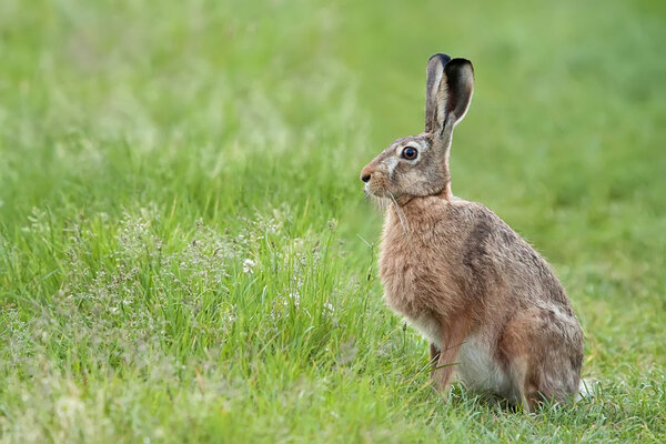 Hare in the wild