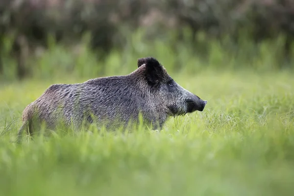 Vildsvin i naturen — Stockfoto