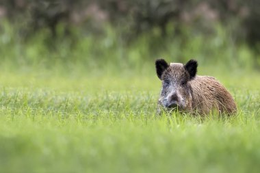 Wild boar in a clearing clipart