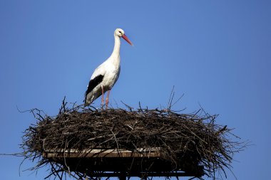 Yuvadaki beyaz leylek