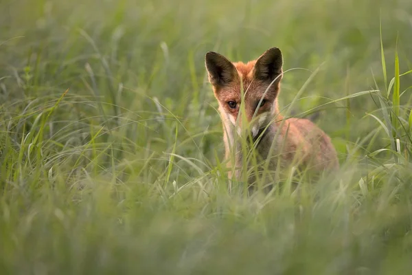 Fuchs in freier Wildbahn, auf einer Lichtung — Stockfoto