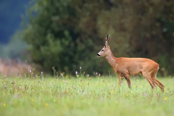 Buck veados na natureza — Fotografia de Stock