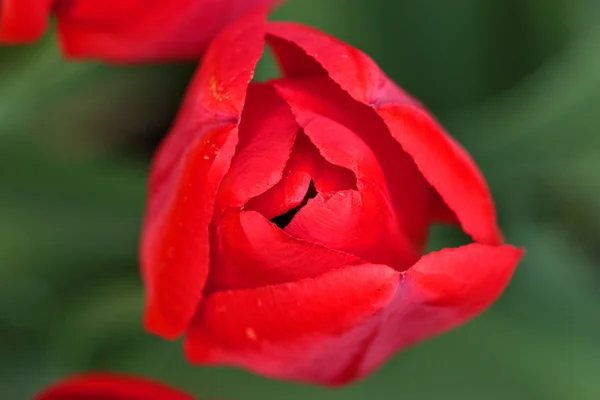 Red tulip, macro shot — Stock Photo, Image