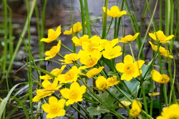 Yellow flowers on the water — Stock Photo, Image