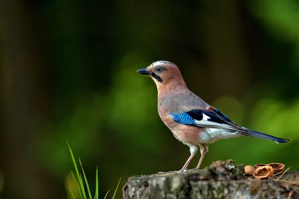 Jay in natura — Foto Stock