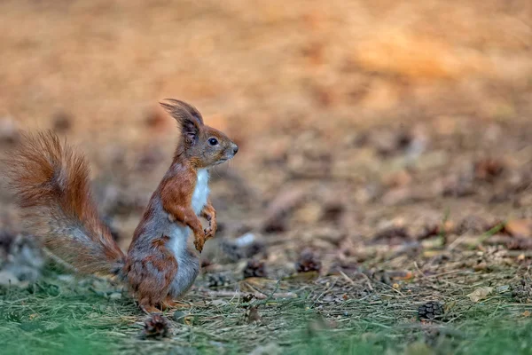 Rode eekhoorn in het wild — Stockfoto