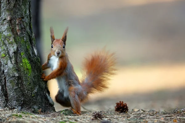 Esquilo vermelho na floresta — Fotografia de Stock