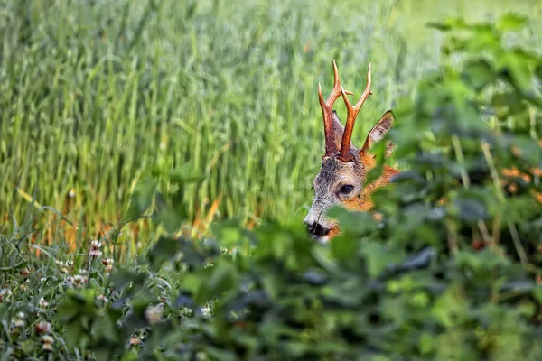 Buck hjortar i skogen — Stockfoto