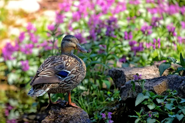 Canard dans la nature — Photo