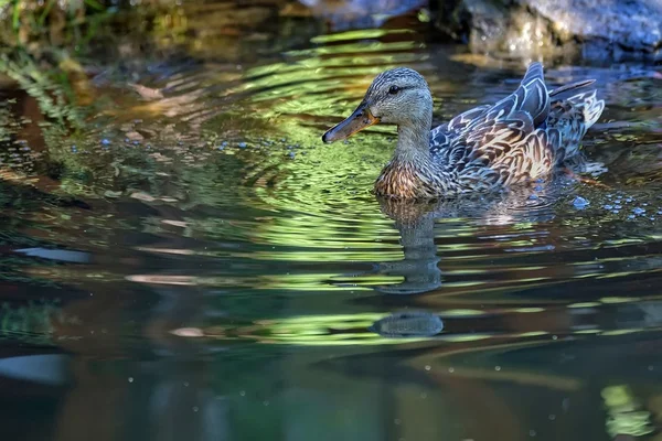 Canard dans la nature — Photo