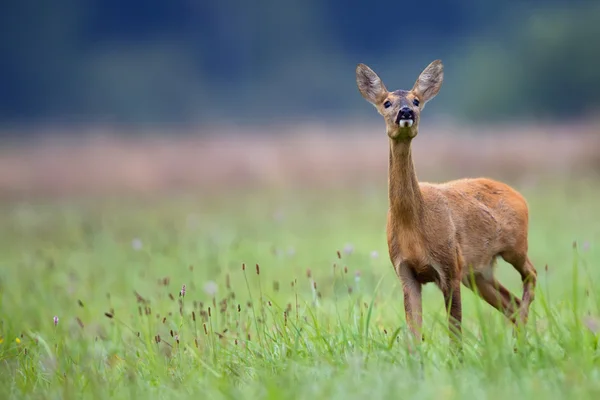 Jeleń Buck z sarny na polanie — Zdjęcie stockowe