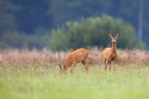 Buck deer with roe-deer in a clearing — Stock Photo, Image