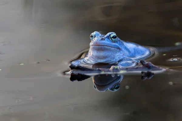 Moorfrosch im Wasser — Stockfoto