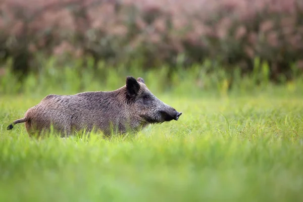 Wildschweine im Gras — Stockfoto