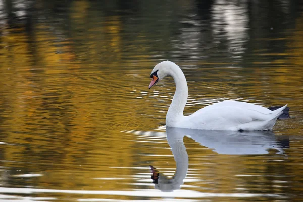 Schwäne in freier Wildbahn — Stockfoto