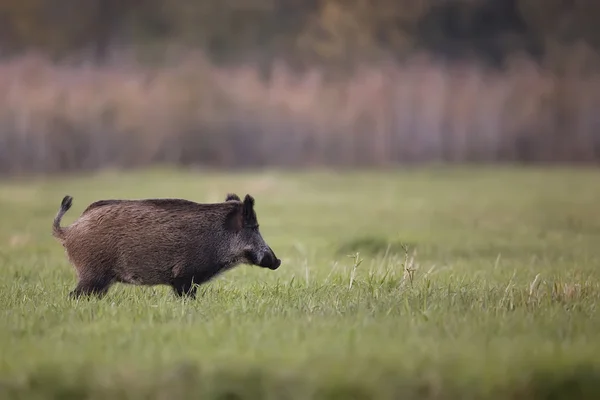 Wild boar in a clearing — Stock Photo, Image