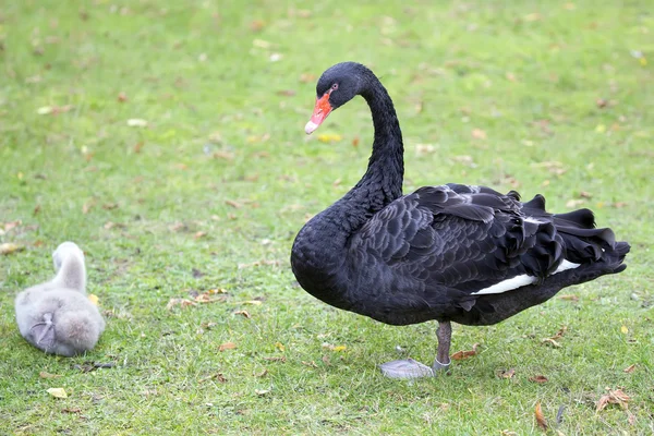 Cigno nero in natura — Foto Stock