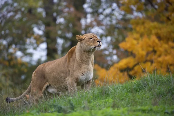 Leeuwin in het wild — Stockfoto