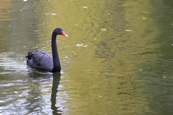 Černá labuť na jezeře — Stock fotografie