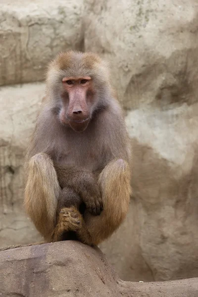 Affe in freier Wildbahn — Stockfoto